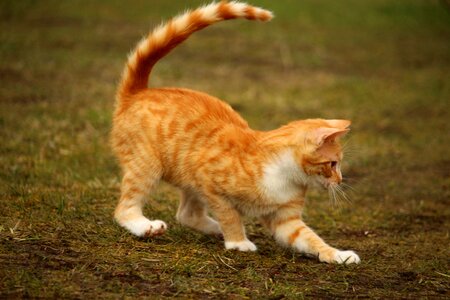 Red mackerel tabby mieze play