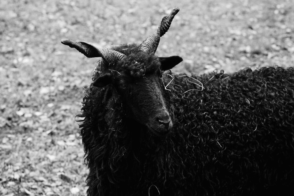 Black sheep wool animals