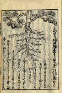 Nogyo Zensho tree