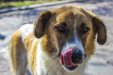 Dog pet tongue
