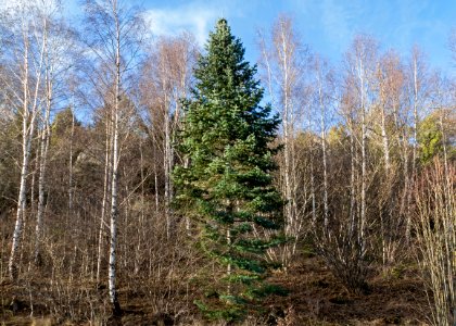 Nordmann fir among birches 1