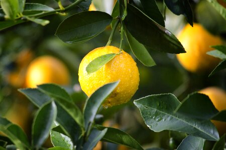 Citrus close-up crop photo