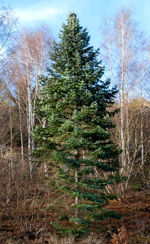 Nordmann fir among birches 2