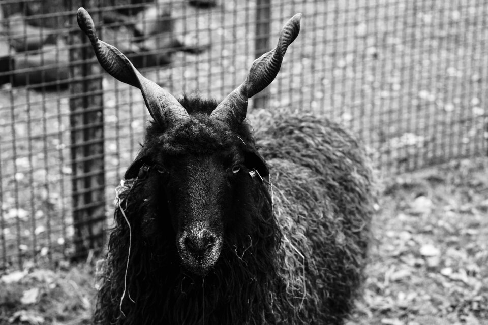 Black sheep wool animals