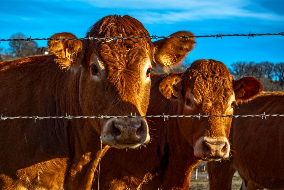 Nature farming agriculture