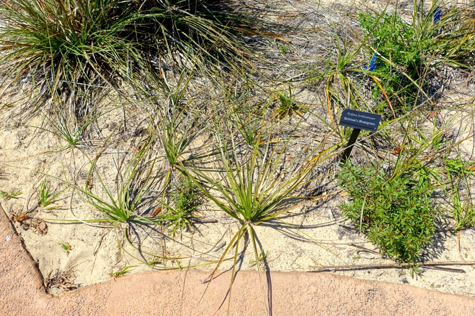 Nolina brittoniana - Bok Tower Gardens - DSC02149