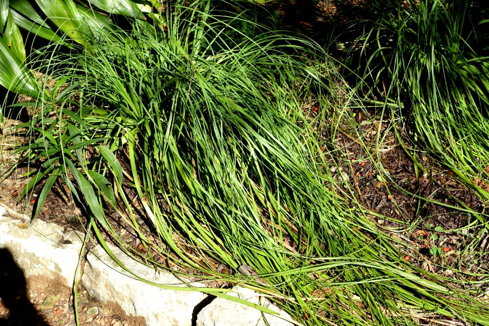Nolina texana - Zilker Botanical Garden - Austin, Texas - DSC08776