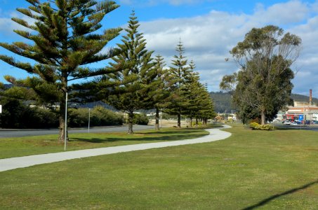 Norfolk-Island-Pines-Burnie-20120812-006