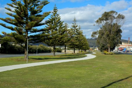 Norfolk-Island-Pines-Burnie-20120812-006 photo