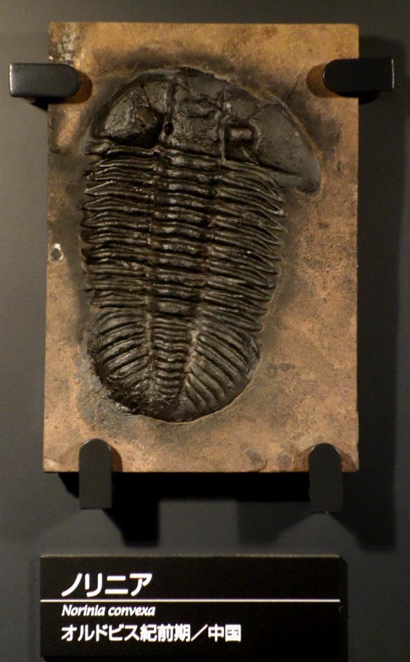 Norinia convexa - National Museum of Nature and Science, Tokyo - DSC07746