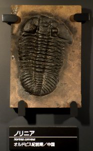 Norinia convexa - National Museum of Nature and Science, Tokyo - DSC07746