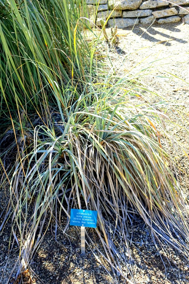 Nolina interrata - Mildred E. Mathias Botanical Garden - University of California, Los Angeles - DSC02883