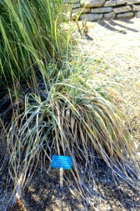 Nolina interrata - Mildred E. Mathias Botanical Garden - University of California, Los Angeles - DSC02883