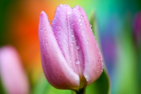 Dew flora flower photo