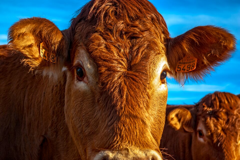 Nature farming agriculture