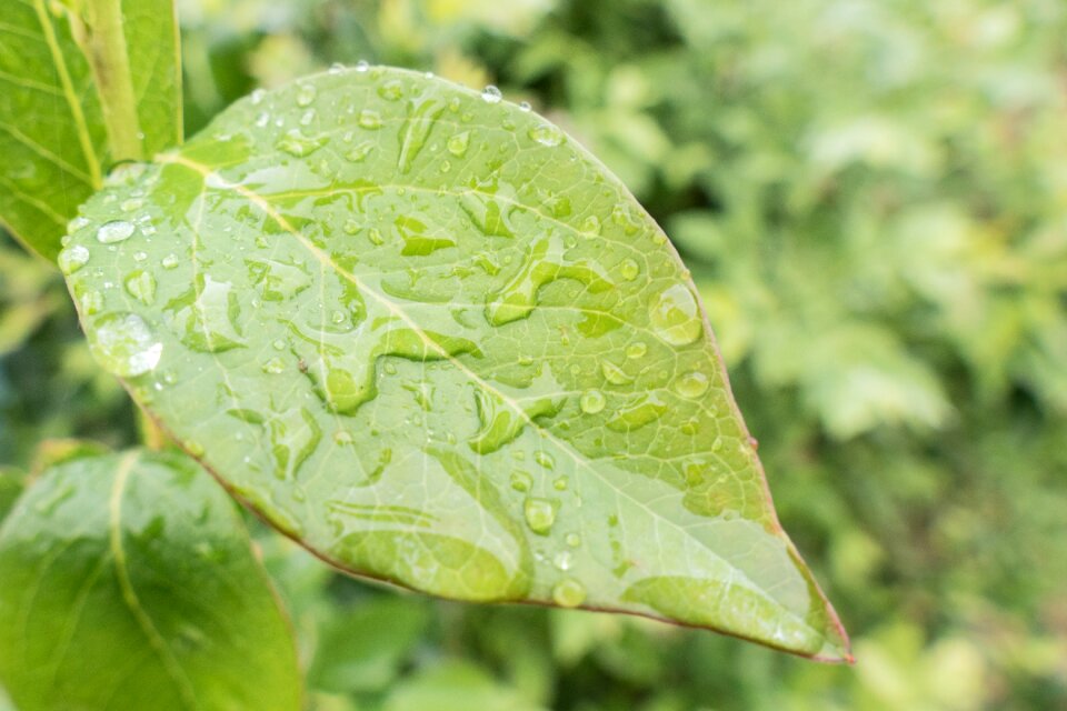 Drop of water green raindrop
