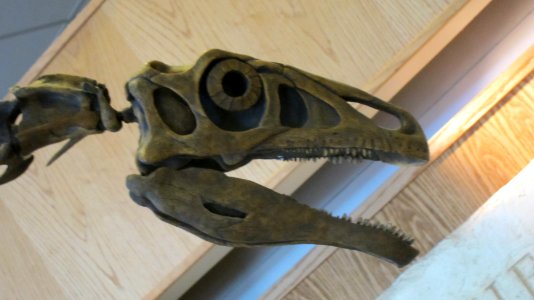 Nothronychus graffami (head), Glen Canyon Dam Visitors' Center