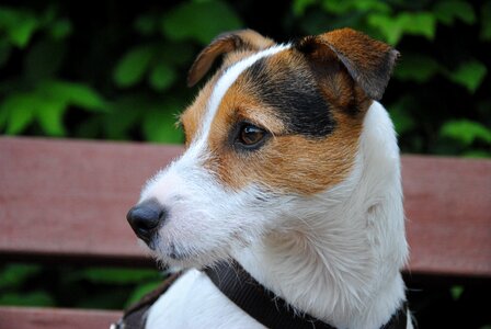 Dog look dog head parson russell