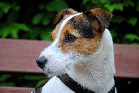 Dog look dog head parson russell photo