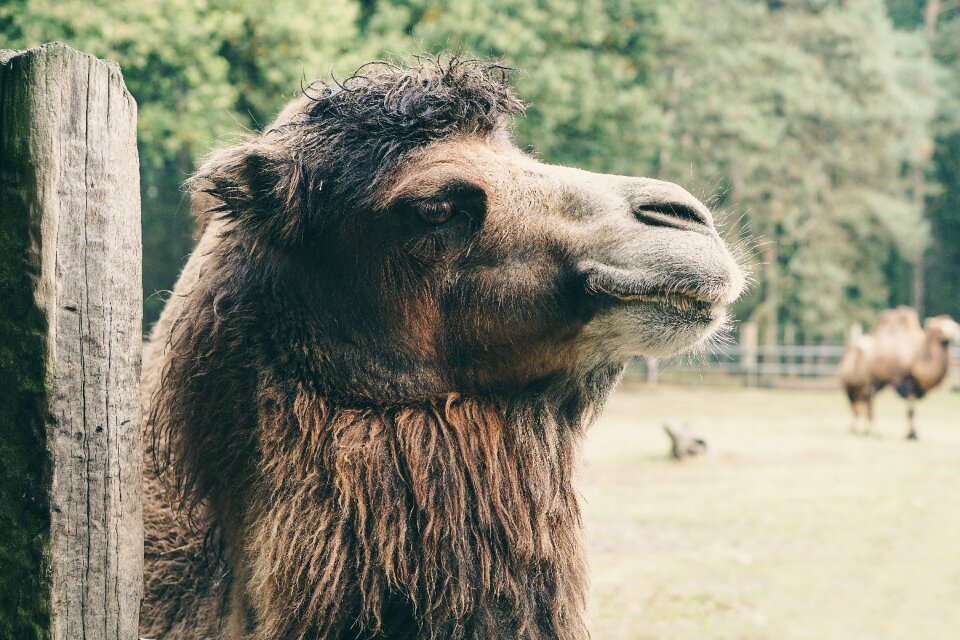 Brown fluffy nature