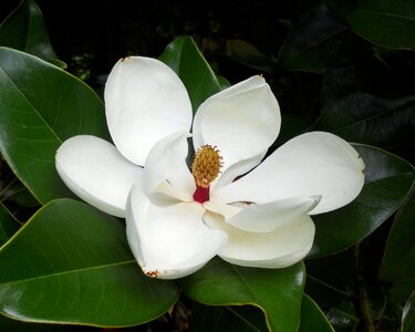 Magnolia plant blooming photo