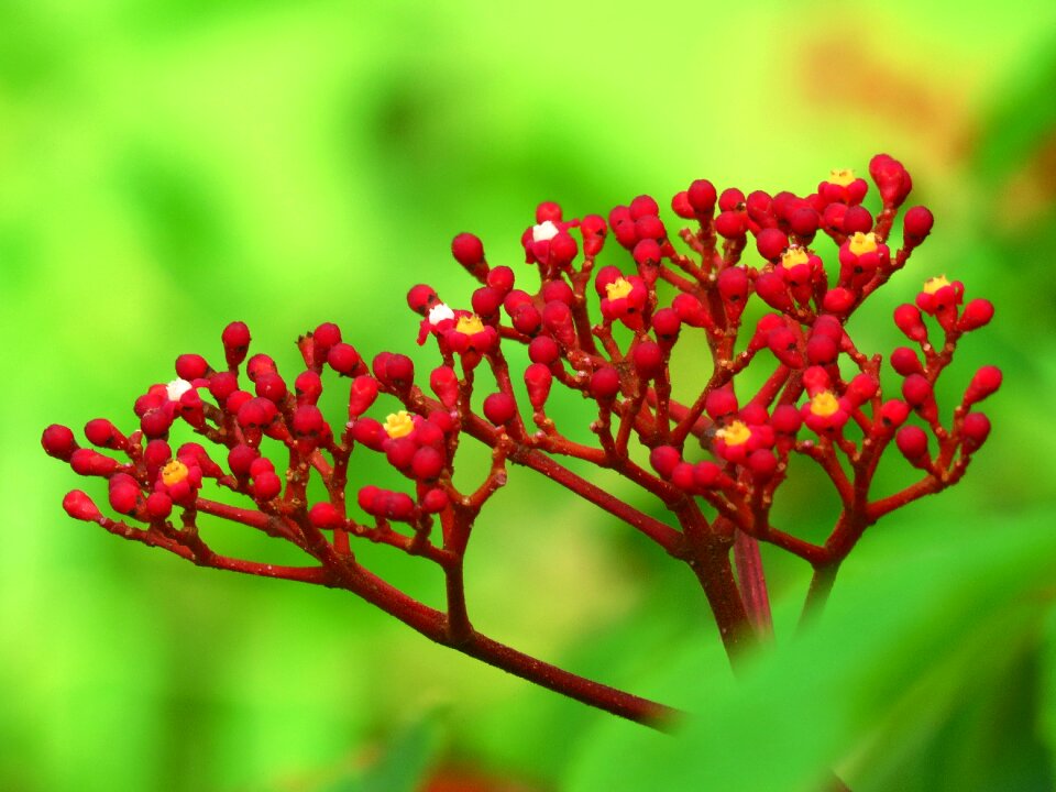 Flower nature garden