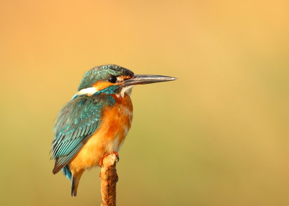 Avian beak feathers