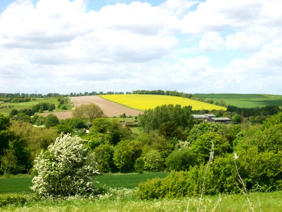 North Downs near Eynsford