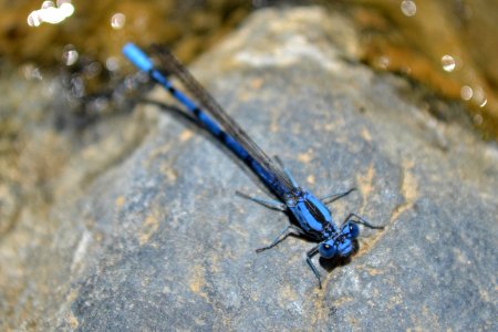 Northern Bluet (Enallagma annexum) (2)