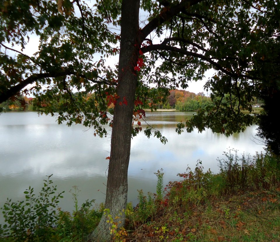 Northeast Boston tree in autumn with lake in background
