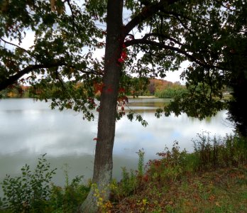 Northeast Boston tree in autumn with lake in background