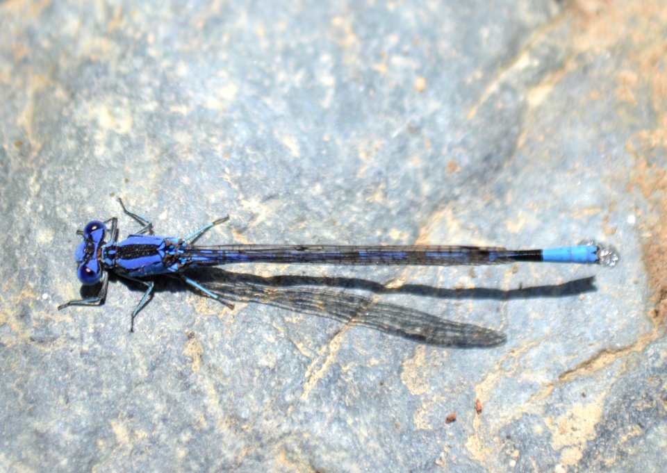 Northern Bluet (Enallagma annexum)