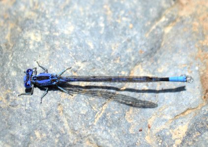 Northern Bluet (Enallagma annexum)