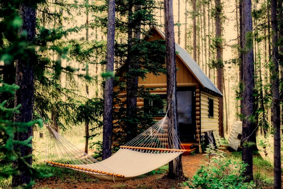 Landscape hammock forest