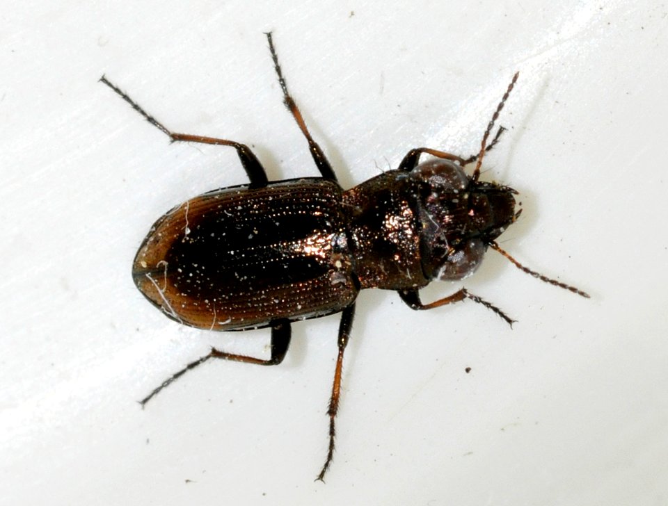 Notiophilus-biguttatus-03-fws