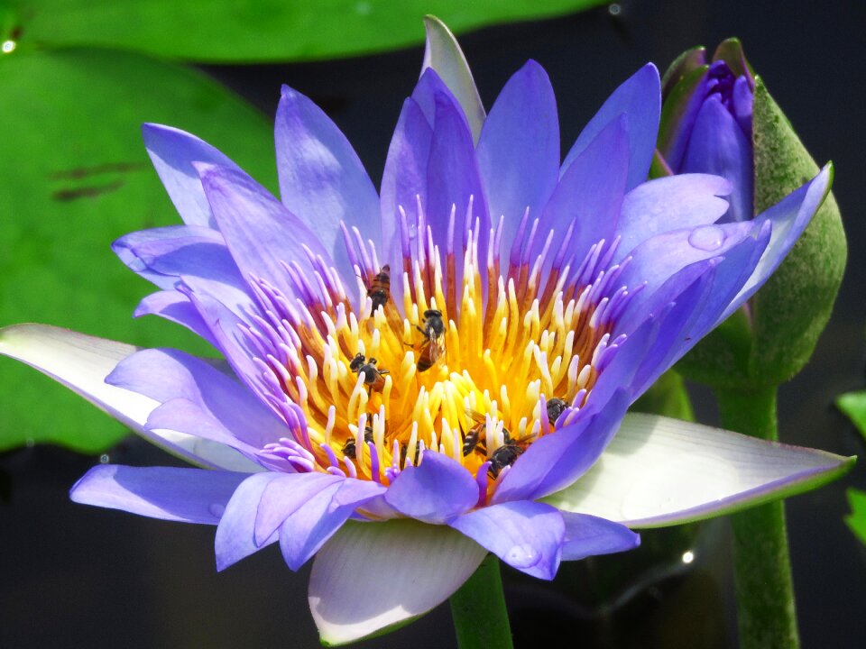 Flower honeybee nature