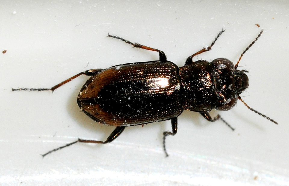 Notiophilus-biguttatus-01-fws