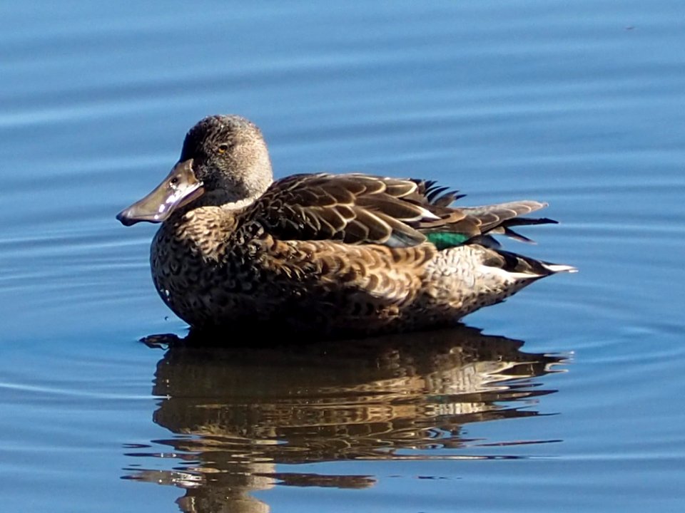 Northern shoveler female