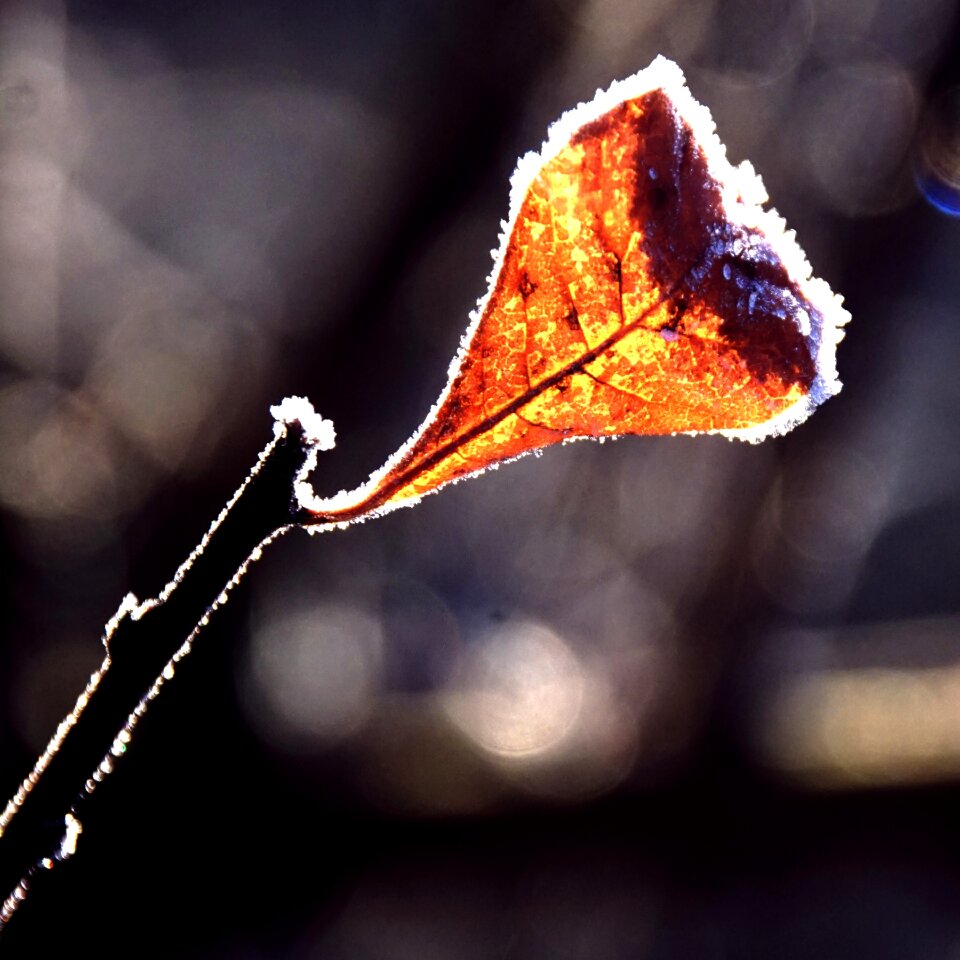 Brown rusty red winter