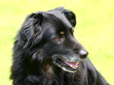 Black in the free dog head