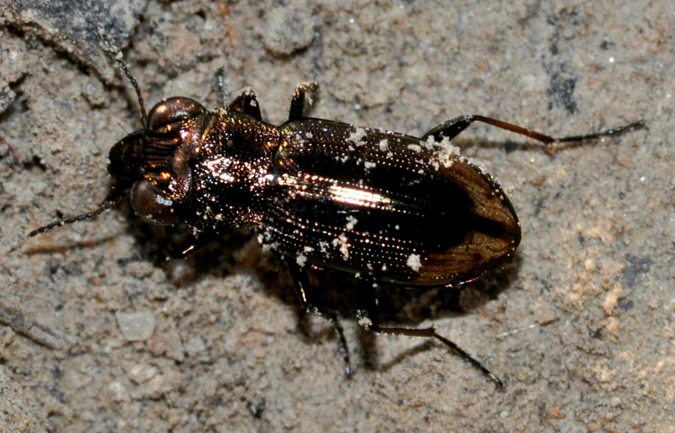 Notiophilus-biguttatus-05-fws