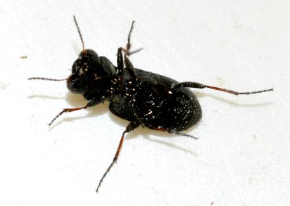 Notiophilus-biguttatus-04-fws