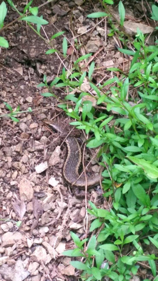 Northern Spotted Skink at Zealandia