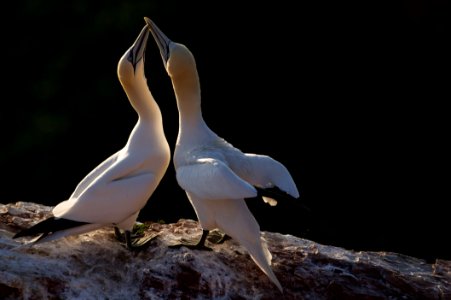 Northern ganet (Morus bassanus), Heligoland photo