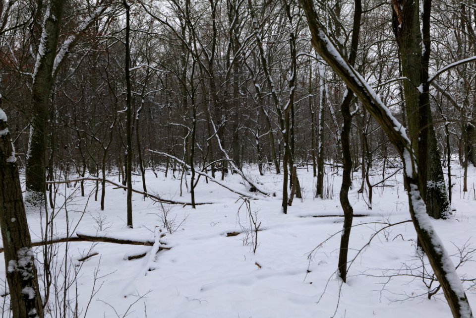 Northwest of the Spandauer Forst with snow 2021-02-09 31