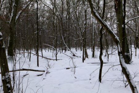 Northwest of the Spandauer Forst with snow 2021-02-09 31