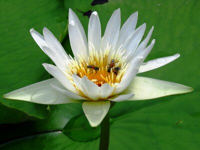 Flower honeybee nature