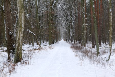 Northwest of the Spandauer Forst with snow 2021-02-09 07