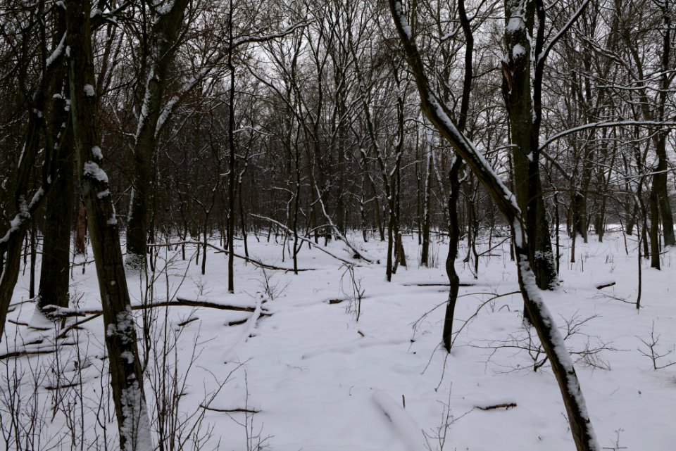 Northwest of the Spandauer Forst with snow 2021-02-09 30