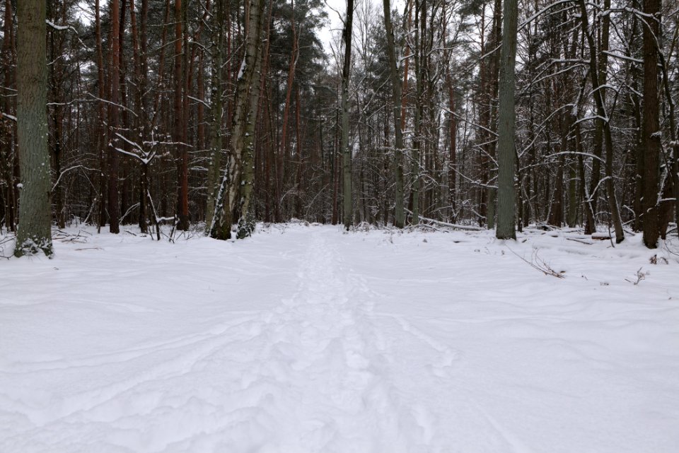Northwest of the Spandauer Forst with snow 2021-02-09 03